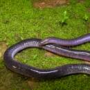 Image of Caecilia subnigricans Dunn 1942