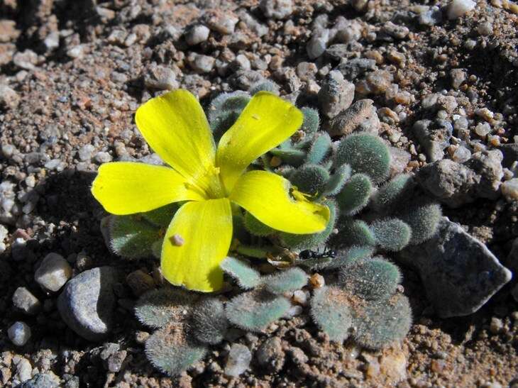 Plancia ëd Oxalis foveolata Turcz.