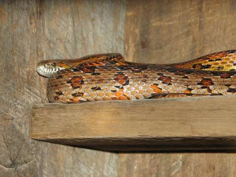 Image of Corn Snake