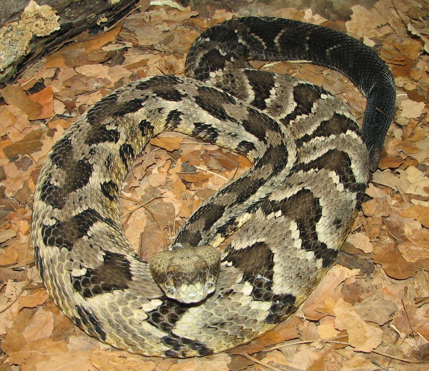 Image of Timber Rattlesnake