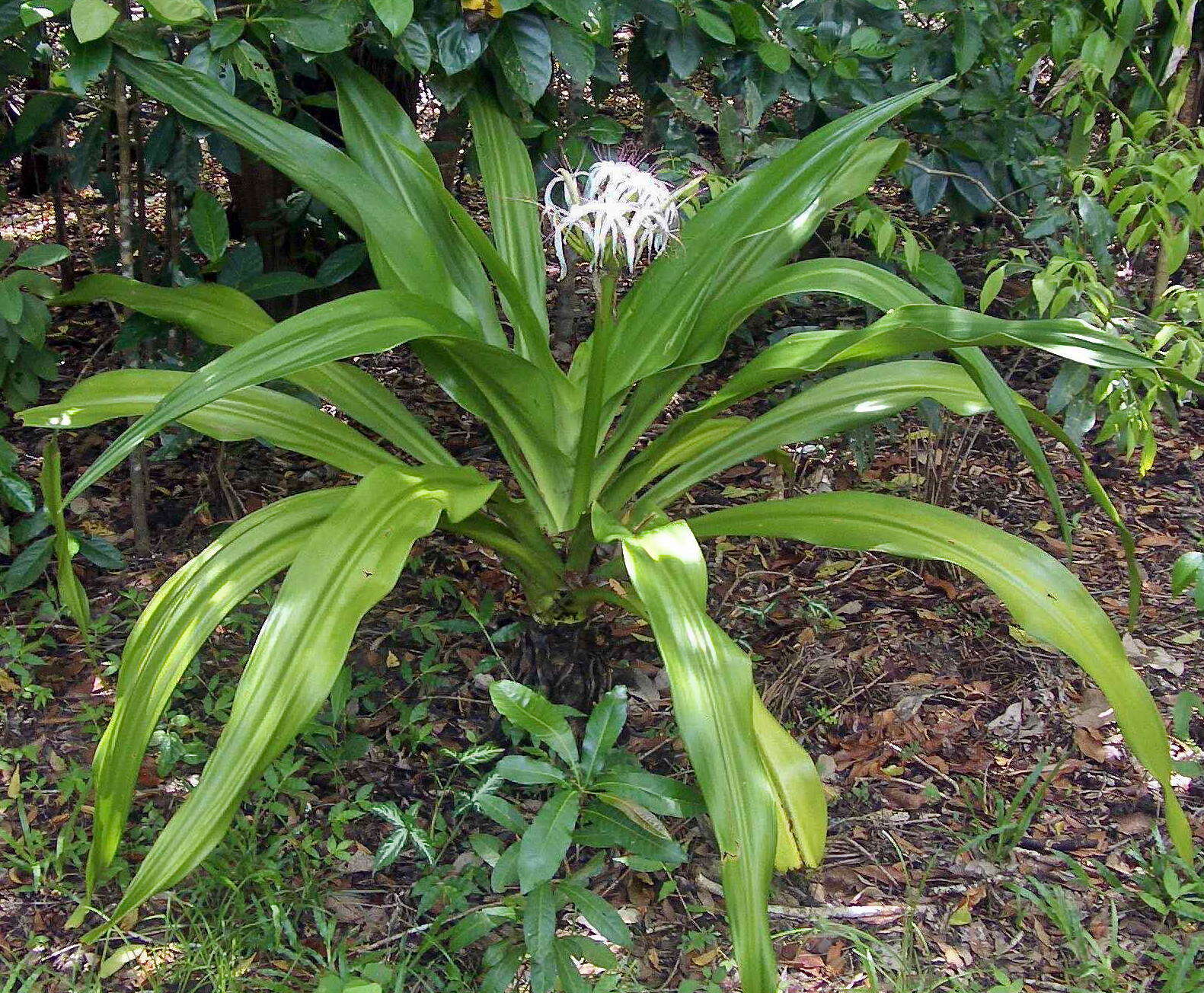 Image of Mangrove lily