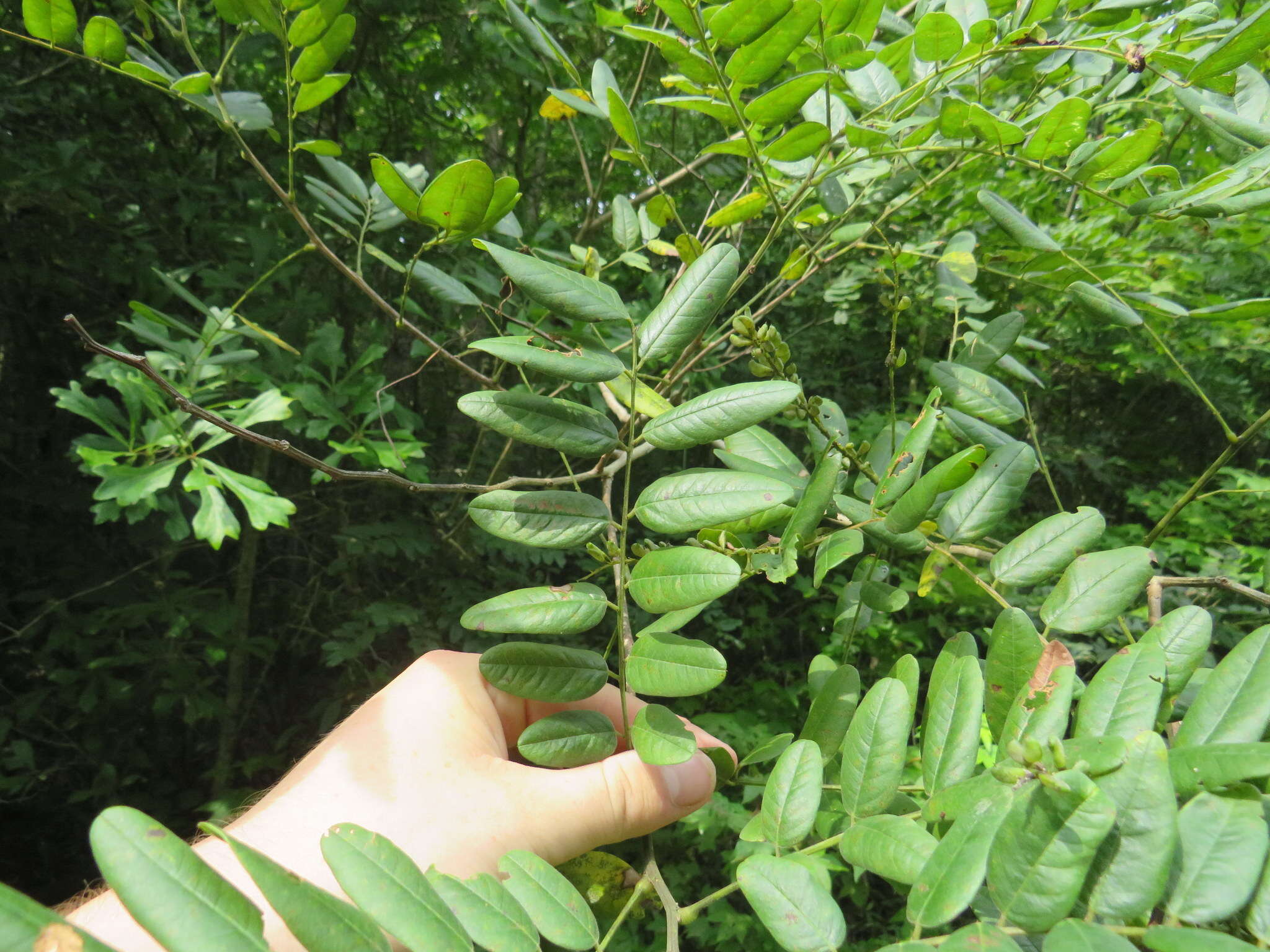 Image of shining false indigo