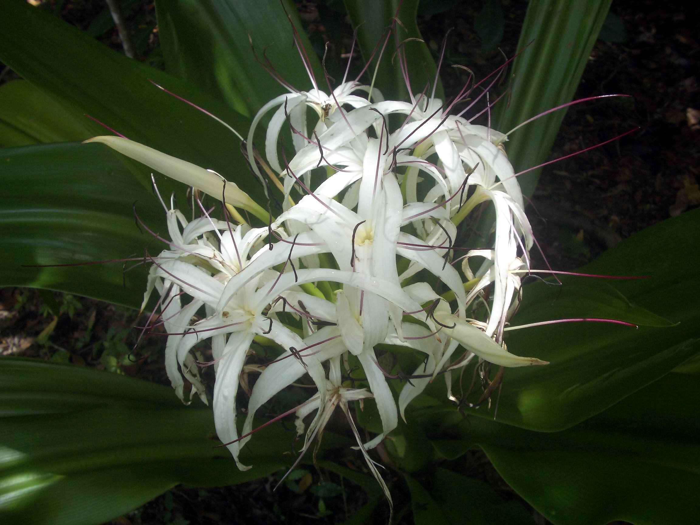 Image of Mangrove lily