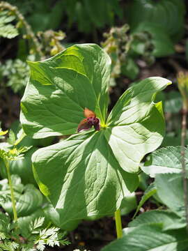 Image of Trillium apetalon Makino