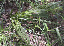 Image of Veratrum maackii var. maackii