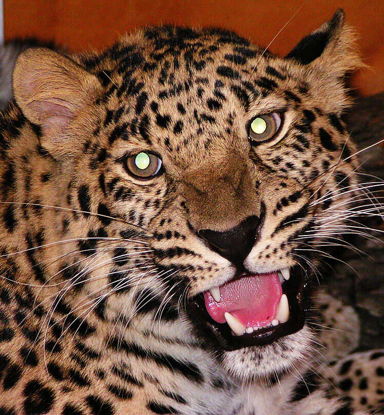 Imagem de Leopardo-de-amur