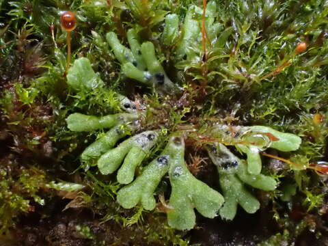 Image of Riccia warnstorfii Limpr. ex Warnst.