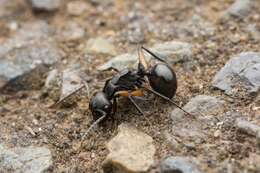 Image de Polyrhachis femorata Smith 1858