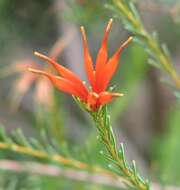 Image of Lambertia ericifolia R. Br.