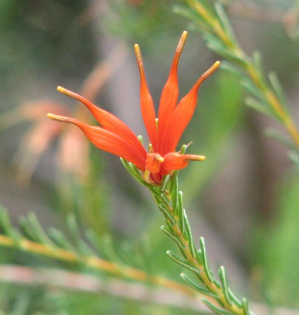 Image of Lambertia ericifolia R. Br.