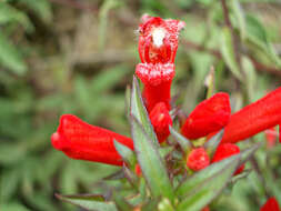 Image of Lamourouxia lanceolata Benth.