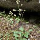 Image of Idaho saxifrage