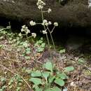 Plancia ëd Micranthes idahoensis (Piper) Brouillet & Gornall