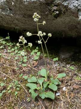 Plancia ëd Micranthes idahoensis (Piper) Brouillet & Gornall