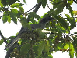 Image of Indian Grey Hornbill