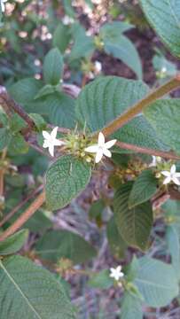 Image de Sabicea acuminata Baker