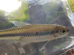 Image of Coastal Shiner