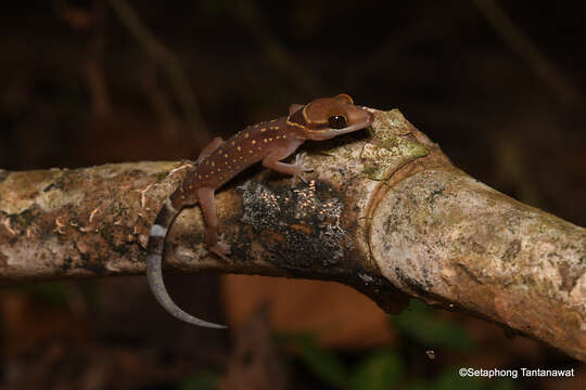 Sivun Cyrtodactylus oldhami (Theobald 1876) kuva