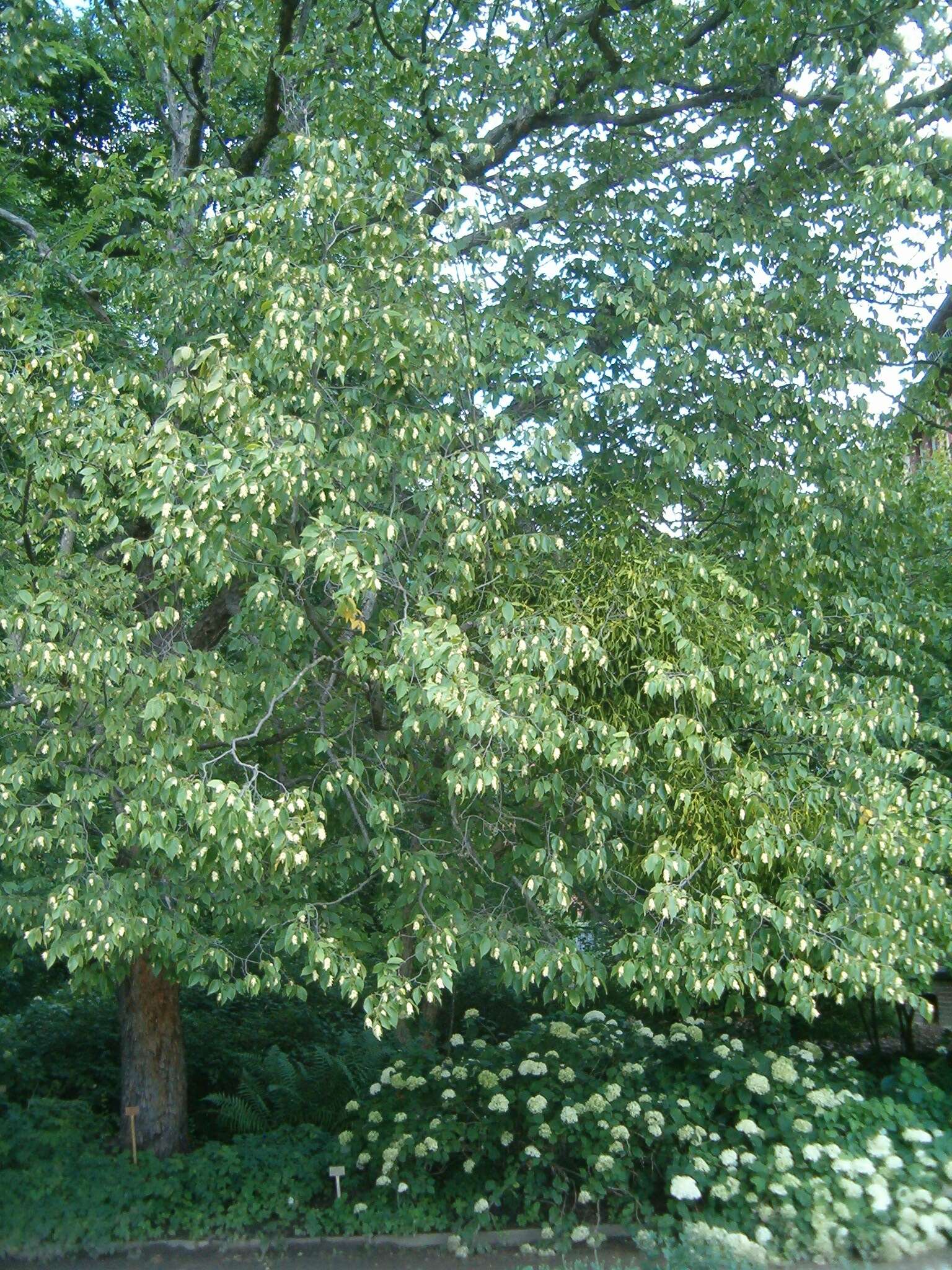 Image of eastern hophornbeam