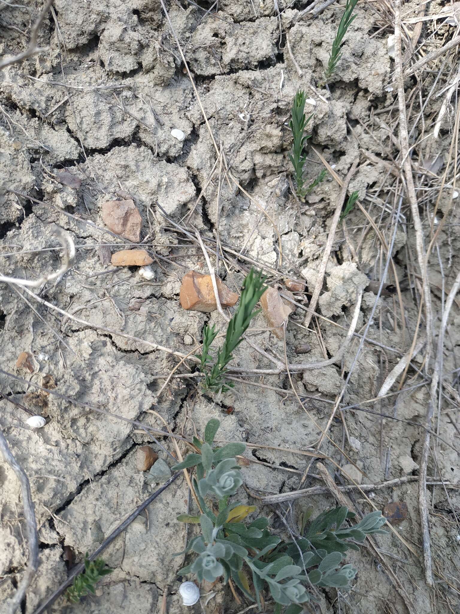 Linum corymbulosum Rchb. resmi