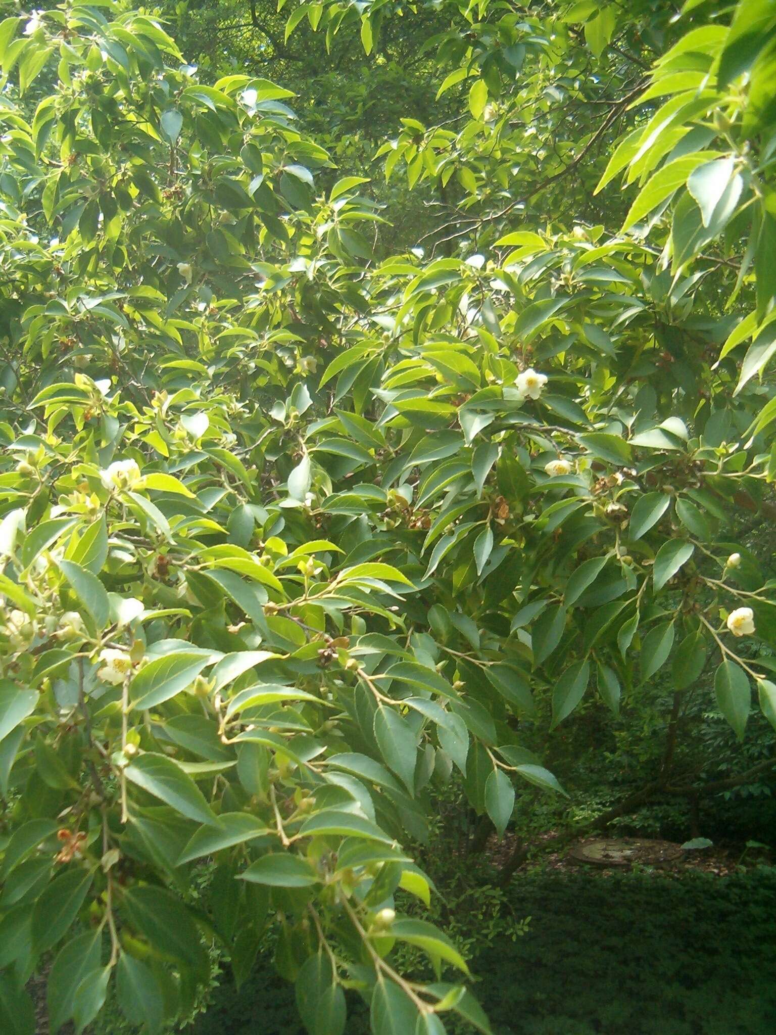 Imagem de Stewartia pseudocamellia Maxim.