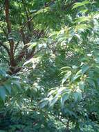 Imagem de Stewartia pseudocamellia Maxim.