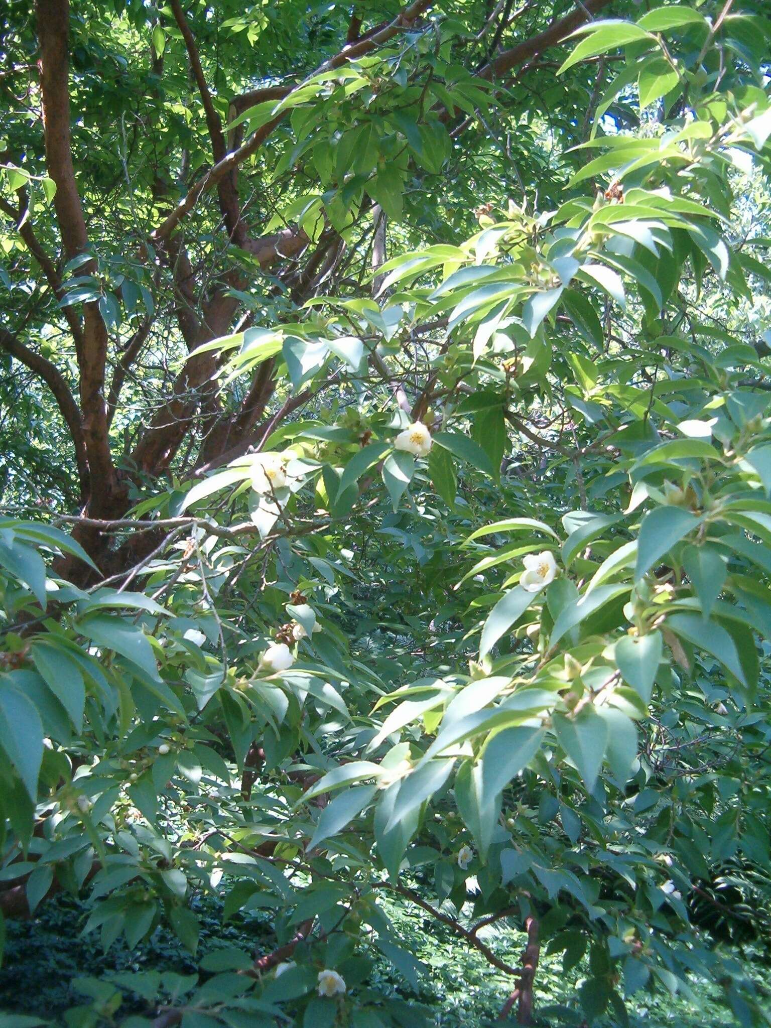 Imagem de Stewartia pseudocamellia Maxim.