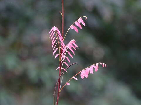 Image of Rourea microphylla (Hook. & Arn.) Planch.