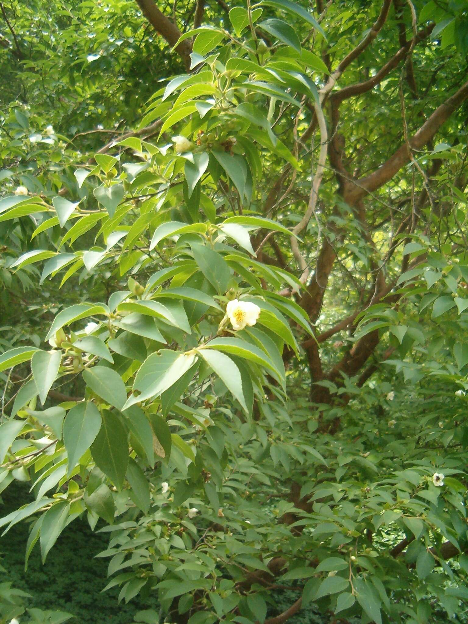 Image of Japanese stewartia