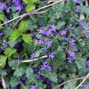 Image of Ajuga decumbens Thunb.