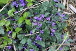 Image of Ajuga decumbens Thunb.