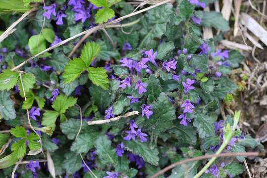 Image de Ajuga decumbens Thunb.