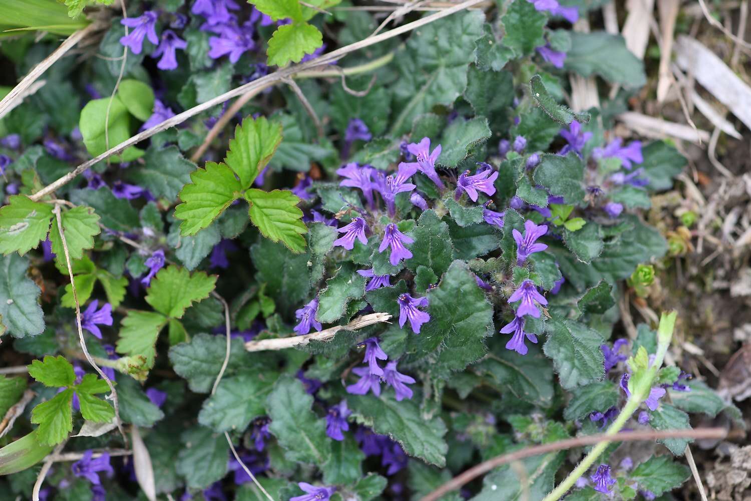 Слика од Ajuga decumbens Thunb.