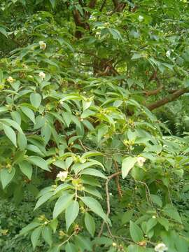 Imagem de Stewartia pseudocamellia Maxim.