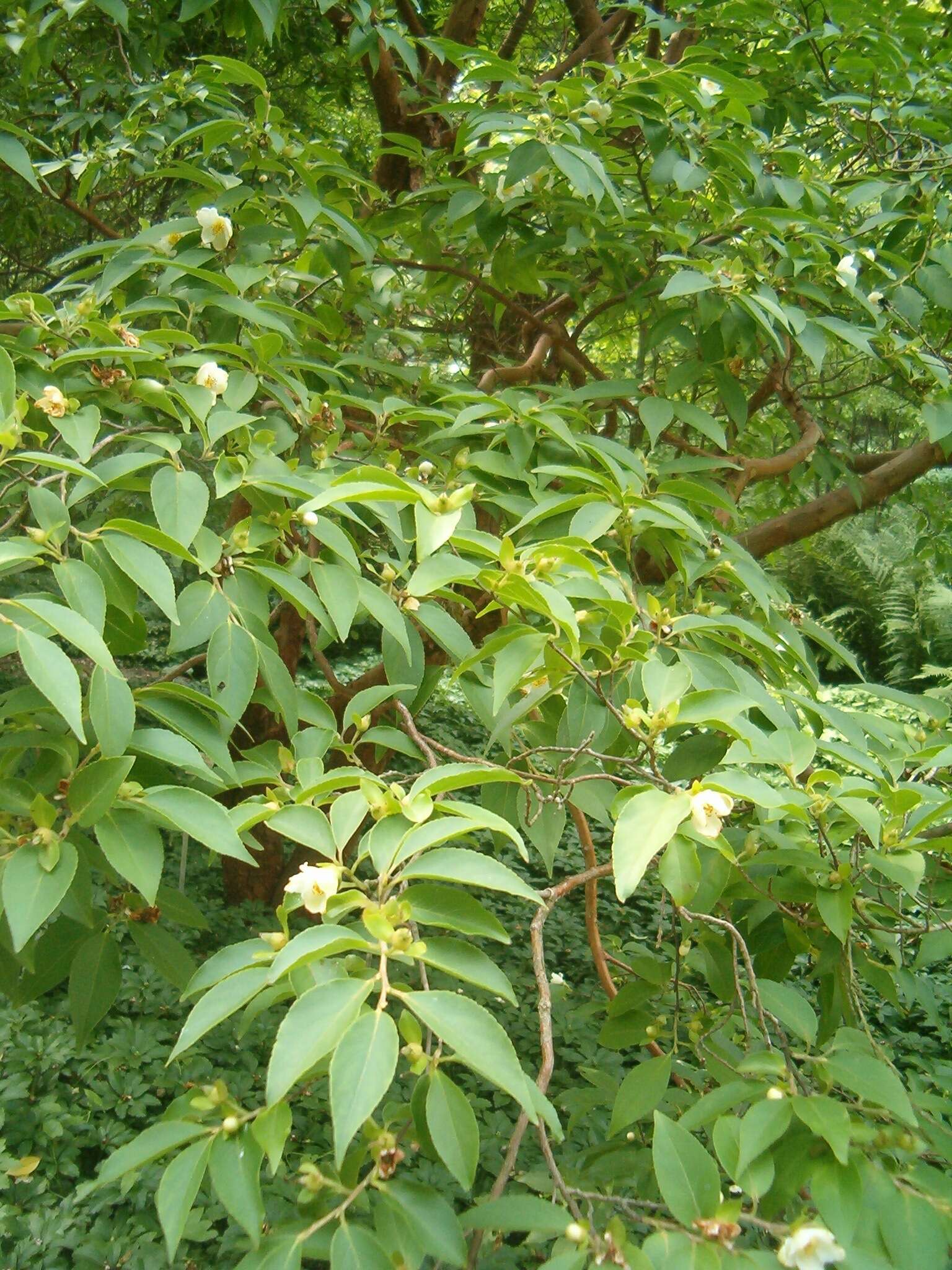 Image of Japanese stewartia