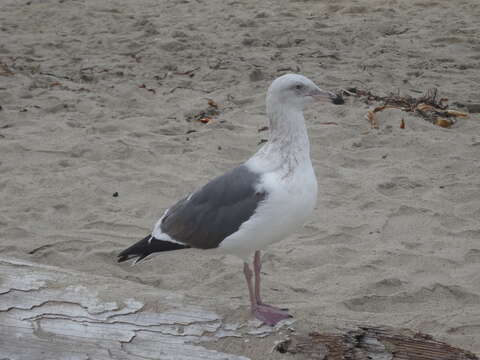 Image of Western Gull