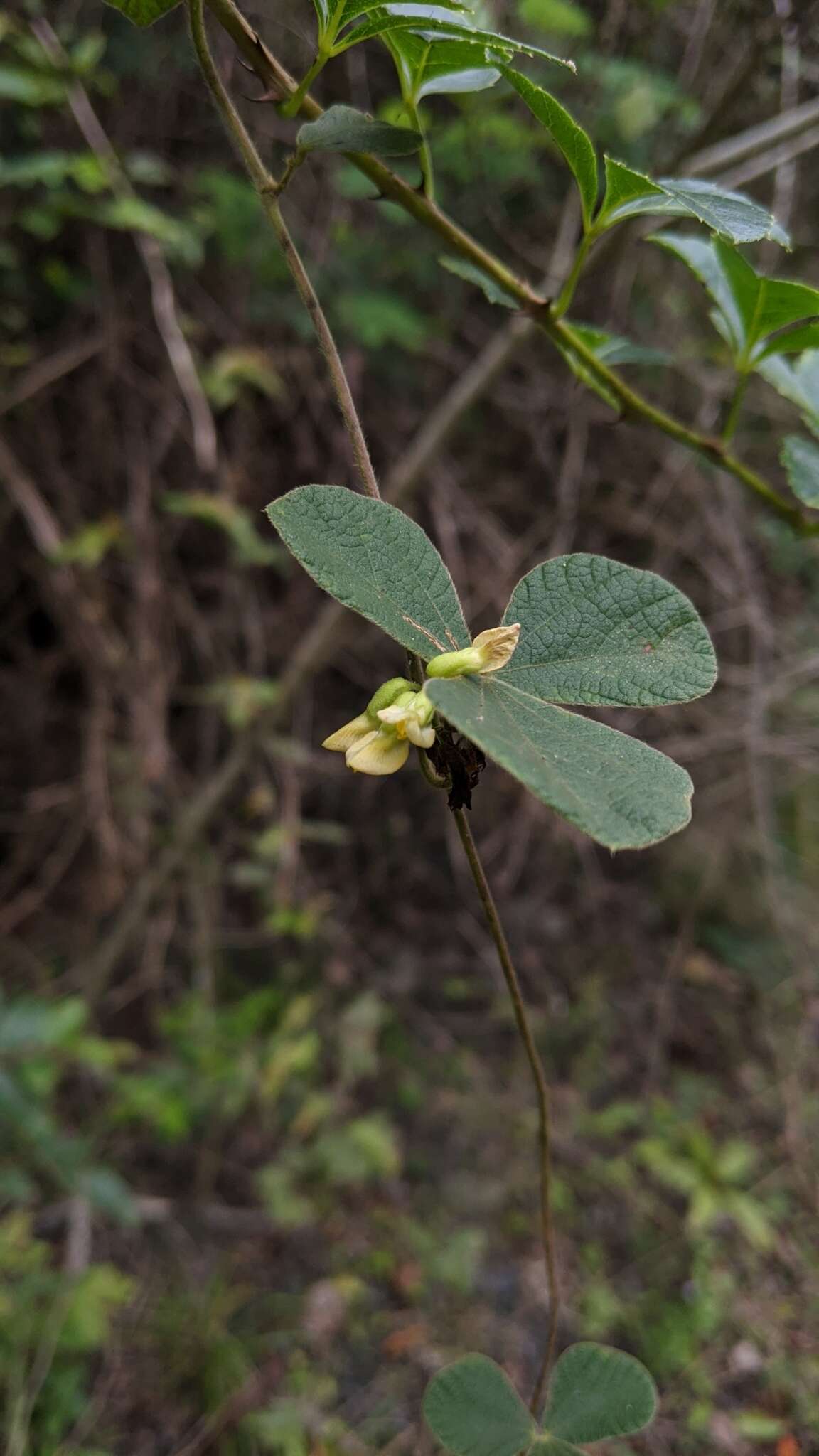 Image of Rhynchosia volubilis Lour.