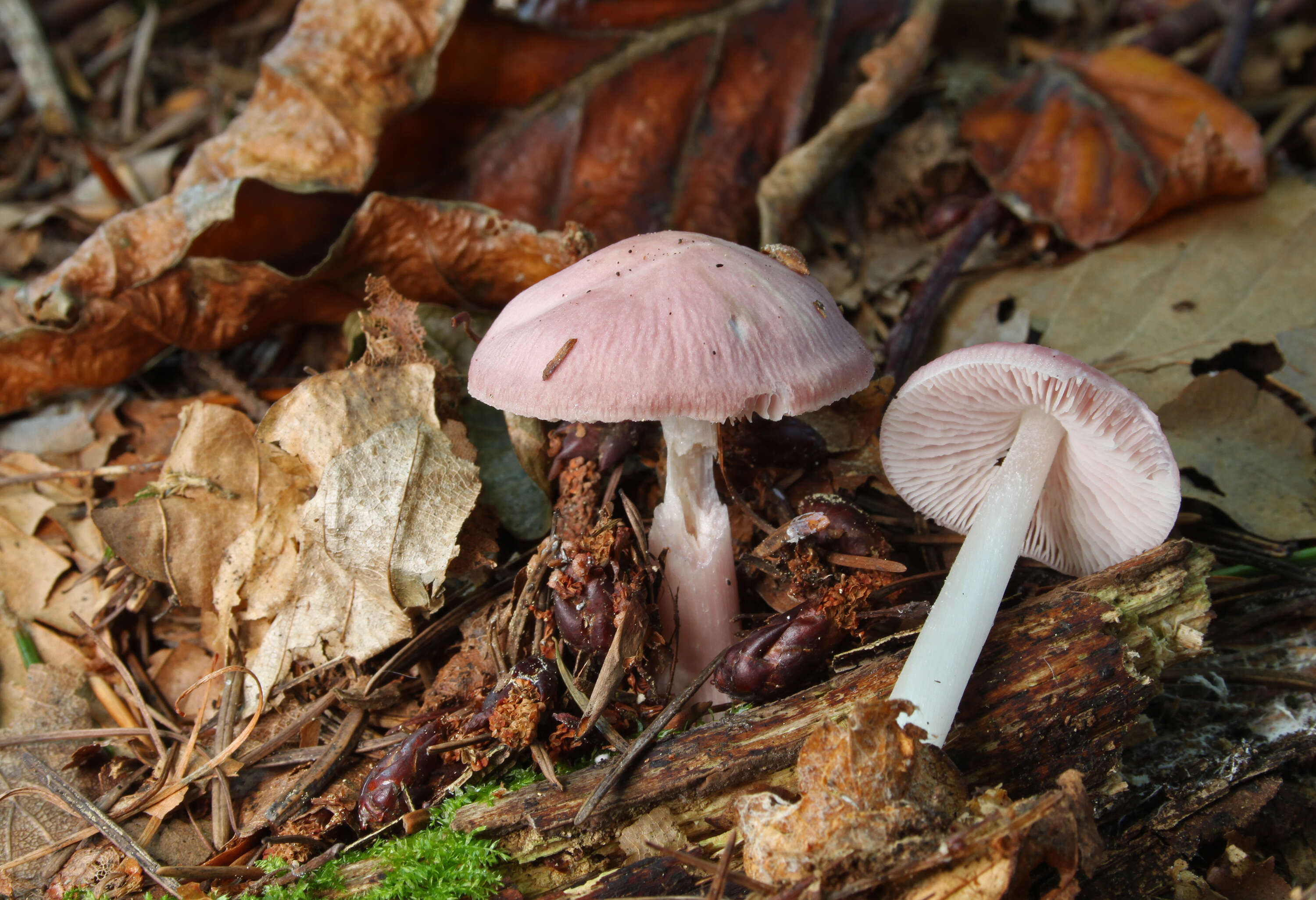 Image of Mycena rosea Gramberg 1912