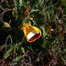 Image of Calceolaria uniflora Lam.