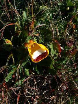 Image of Calceolaria uniflora Lam.