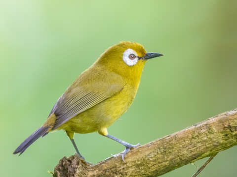 Image of Broad-ringed White-eye