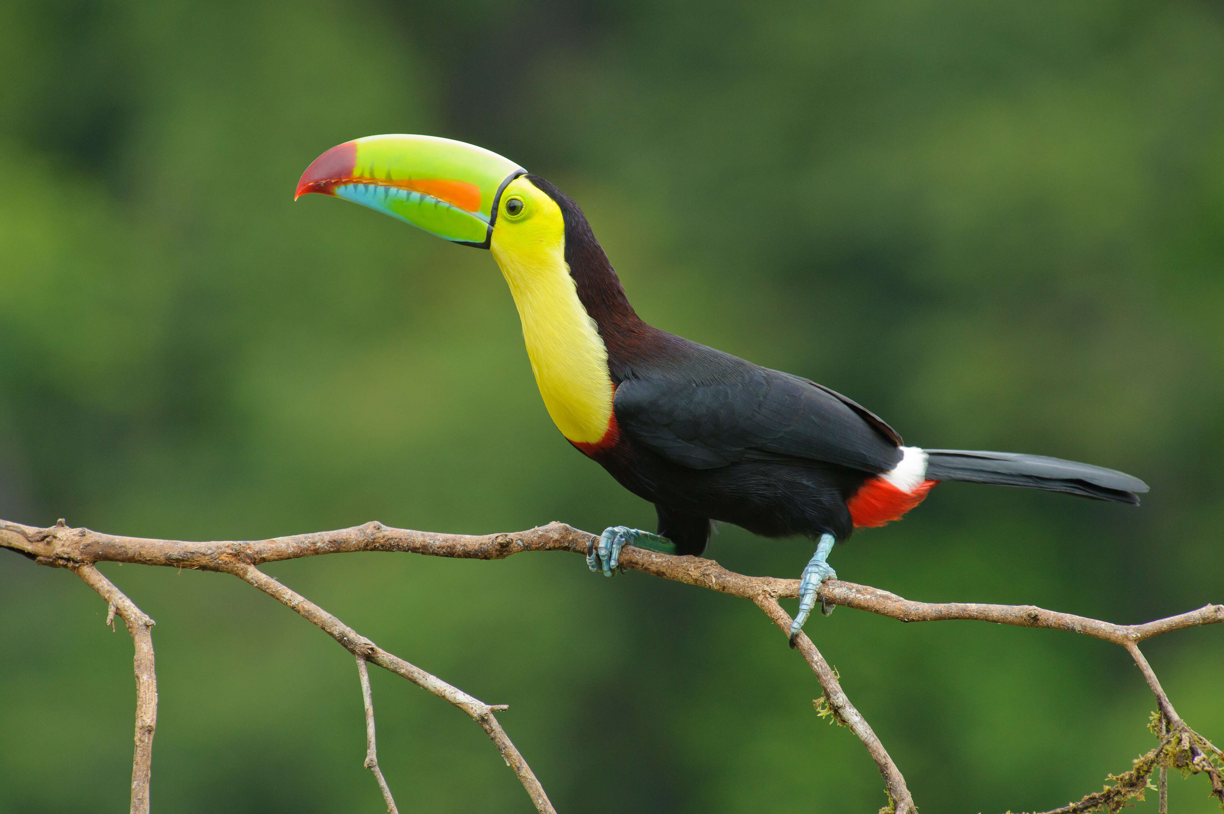 Image of toucans