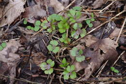 Слика од Ranunculus recurvatus Poir.