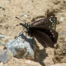 Image of Mexican Sootywing