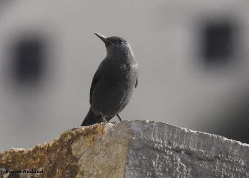 Image de Monticola solitarius solitarius (Linnaeus 1758)