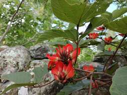 Plancia ëd Erythrina breviflora DC.