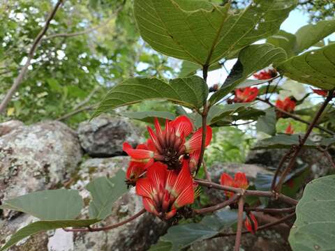 Image of Erythrina breviflora DC.