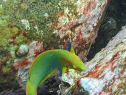 Thalassoma lutescens (Lay & Bennett 1839) resmi