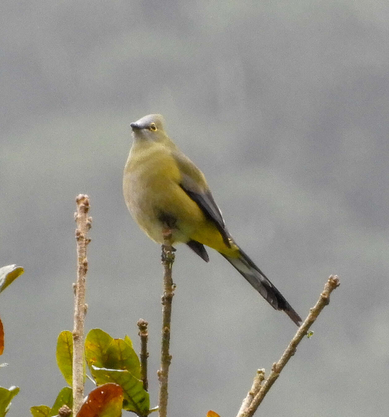 Слика од Ptiliogonys caudatus Cabanis 1861