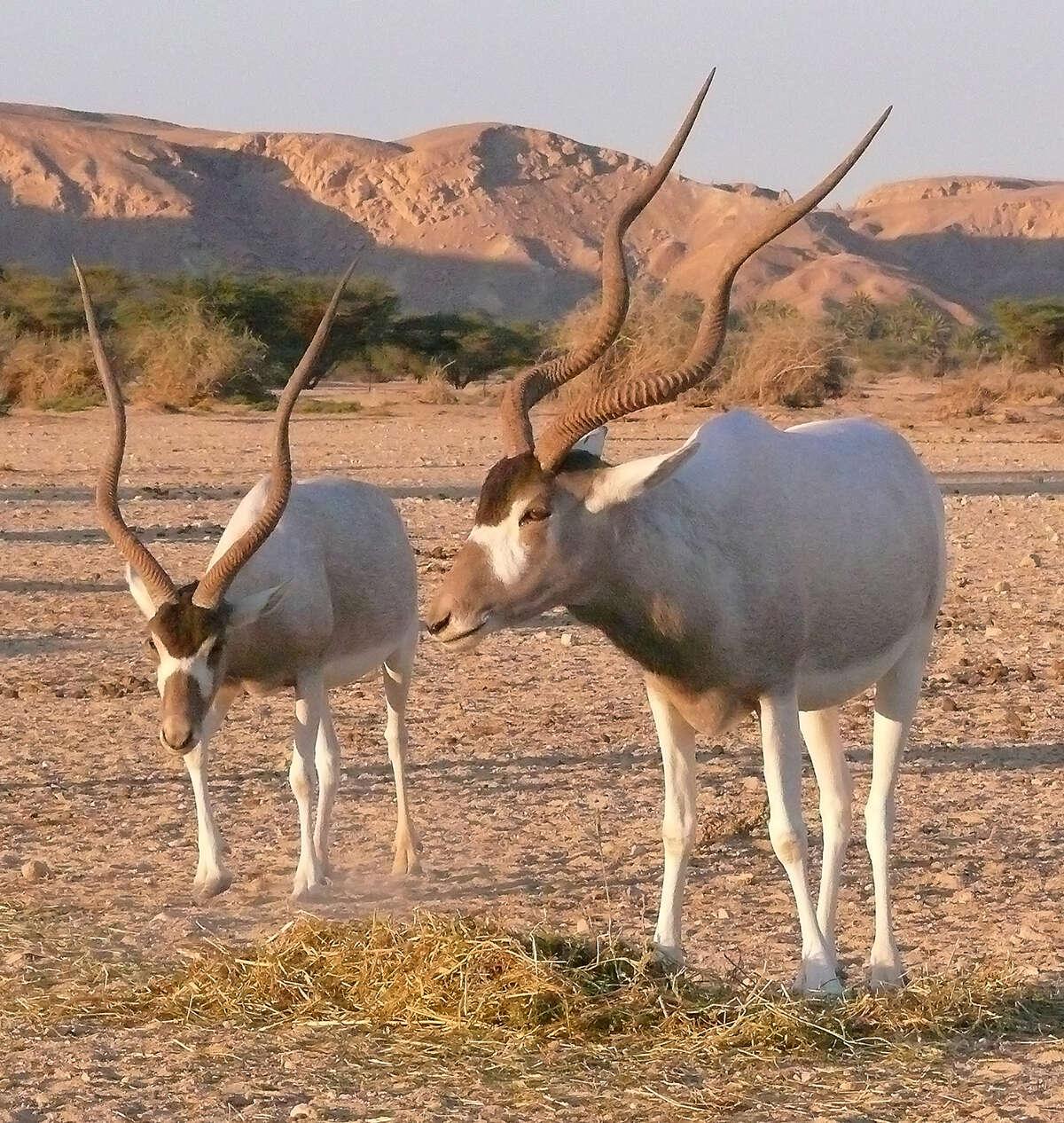 Image of Addax Laurillard 1841